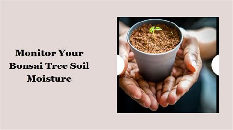 using soil moisture meter with bonsai|moisture meter for bonsai tree.